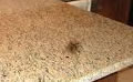 STAIN REMOVAL APPLICATION 